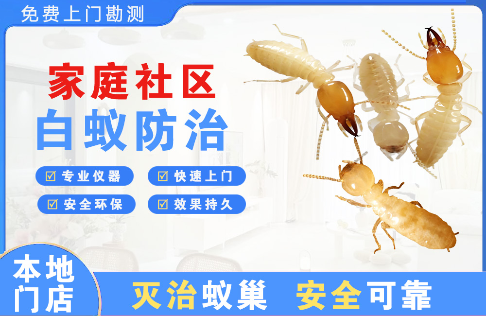 泸州家庭社区白蚁防治