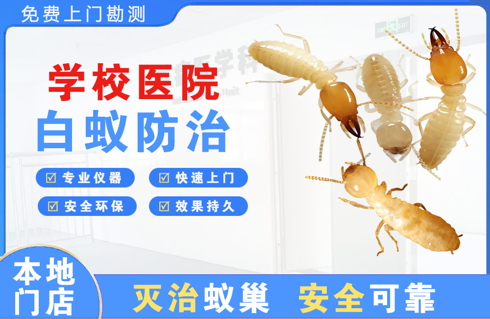 泸州学校医院白蚁防治