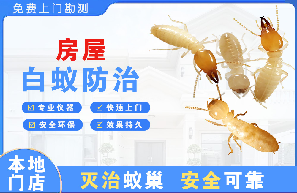 泸州房屋白蚁防治